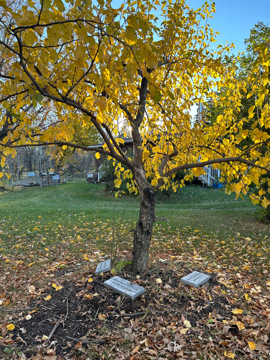 Memorial Fruit Tree with Plaque